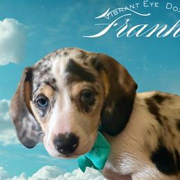 Dachshund Puppies from Vibrant Eyes Doxies