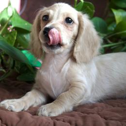 Blaze ( READY TO GO ) 2500 - Cream male Dachshund puppy in Midland, Texas from The Barefield Doxies