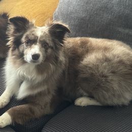 Miniature Australian Shepherds and Toy Australian Shepherds from Arkie Rooted Aussies