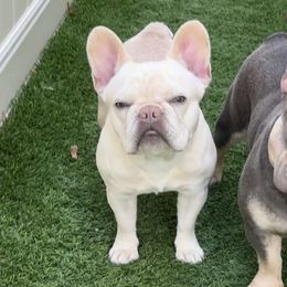 Nala - French Bulldog