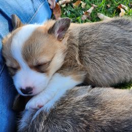 Paris - Sable Pembroke Welsh Corgi puppy in Wichita, Kansas from Low Rider Ranch