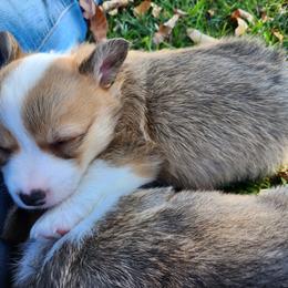 Paris - Sable Pembroke Welsh Corgi puppy in Wichita, Kansas from Low Rider Ranch