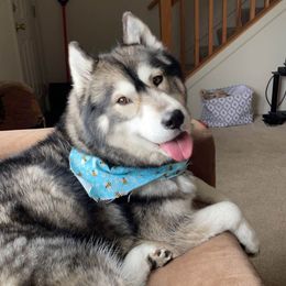 German Shepherd and Siberian Husky Puppies from Sstar