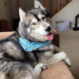 German Shepherd and Siberian Husky Puppies from Sstar