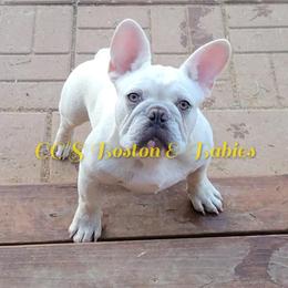 Mugsy - French Bulldog