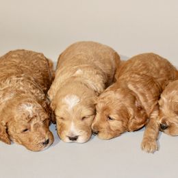 Goldendoodles from Northwest Mini Doodles