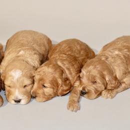 Goldendoodles from Northwest Mini Doodles