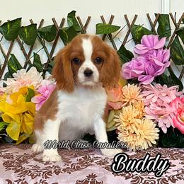 Buddy - Blenheim male Cavalier King Charles Spaniel puppy in Hollywood, Florida from World Class Cavaliers