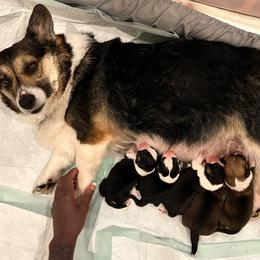 Pembroke Welsh Corgi puppies from OneLove Corgi