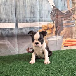 Rocky - Black brindle and white male Boston Terrier puppy in Olanta, South Carolina from Julie's IHeart Boston Terrier's