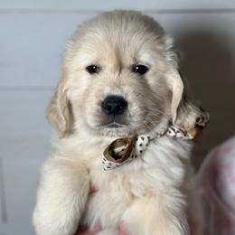 Flint - Light golden male Golden Retriever puppy in Phillips, Wisconsin from Alfalfa Lane Adventures