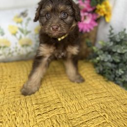 Aussiedoodle, Bernedoodle, and Goldendoodle Puppies from Little Golden Farm