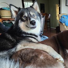 Siberian Huskies from Xavier's Home for Gifted Huskies