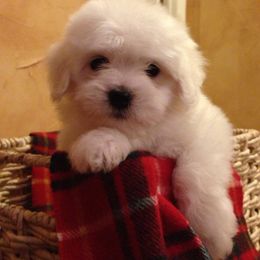 Coton de Tulear Puppies from Shiloh Cotons