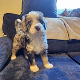 Reeses - Merle female Bernedoodle puppy in Lancaster, Pennsylvania from NLB Mini Bernedoodles