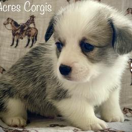Spur - White and fawn male Pembroke Welsh Corgi puppy in Woodland, Washington from MB Acres Corgis