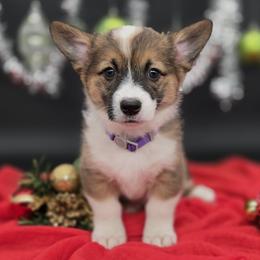 Juliet - Sable female Pembroke Welsh Corgi puppy in Dickeyville, Wisconsin from J&R Shepherds & Corgis