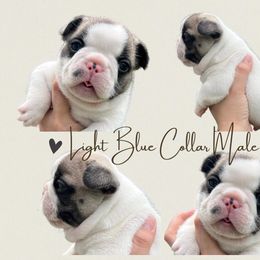 French Bulldog Puppies from Royal Connection French Bulldogs