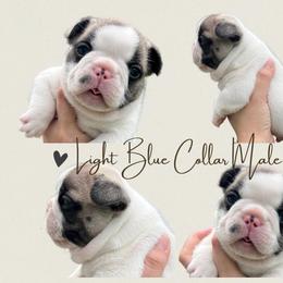 French Bulldog Puppies from Royal Connection French Bulldogs