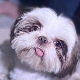 Shih Tzus from Haus of Shih Tzu's