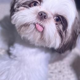 Shih Tzus from Haus of Shih Tzu's