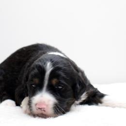 Rocko - Black tri-color male Aussiedoodle puppy in Decatur, Illinois from Signature Doodles