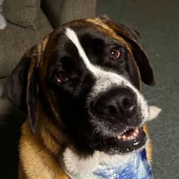 Coco - Brown and white female Saint Bernard puppy in Kinsman, Ohio from Coleman Saint Bernards of Ohio