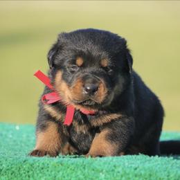 Titan - Black and mahogany male Rottweiler puppy in Uniontown, Alabama from CedarBluff Rottweilers