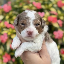 Kimo - Brown male Cavapoo puppy in Floyd, Virginia from Hearts and Paws Poodles and Doodles