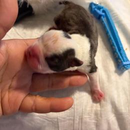 Blue collar boy - Brindle and white male Boston Terrier puppy in Sunnyside, Washington from Boston Terriers