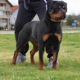 Jenny - Rottweiler
