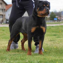 Jenny - Rottweiler