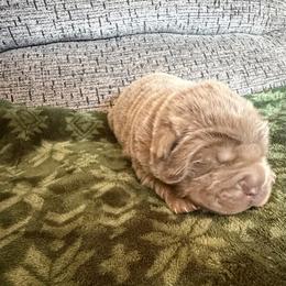 Amethyst Fog - Lilac dilute female Chinese Shar-Pei puppy in Auburn, Kansas from Justin's Chinese Shar-Pei