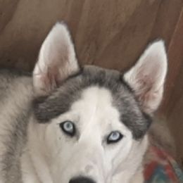 Siberian Huskies from The Scharber Homestead