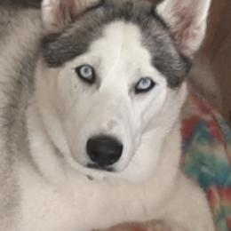 Siberian Huskies from The Scharber Homestead