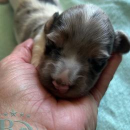 Cindy Lou - Black and tan female Dachshund puppy in Lexington, Oklahoma from Terry's Dachshunds (BooneDox Mini Dachshunds)