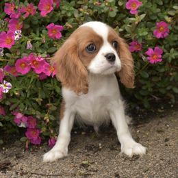 Diego - Blenheim male Cavalier King Charles Spaniel puppy in Lula, Georgia from Cavaliers by Crumley