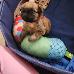 Brussels Griffon Puppies from Karen Marquez