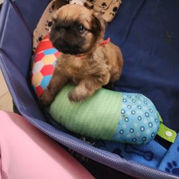 Brussels Griffon Puppies from Karen Marquez