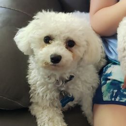 Violet - Bichon Frise