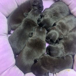 Pug Puppies from The Grumble Pack