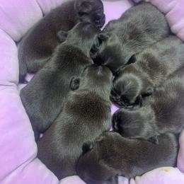 Pug Puppies from The Grumble Pack