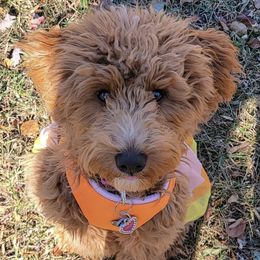 Goldendoodles from Sundance Ranch Doodles