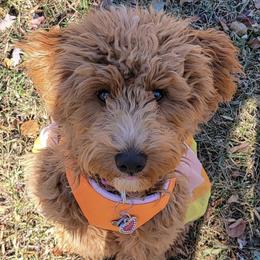 Goldendoodles from Sundance Ranch Doodles