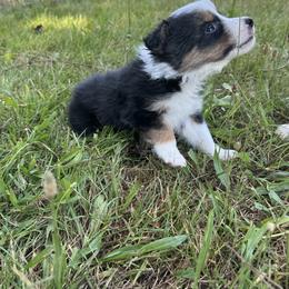 Border Collie Puppies from Athena’s Collies