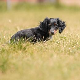 Vegas - Dachshund