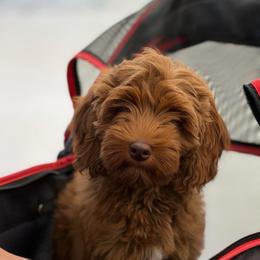 Teeter - Australian Labradoodle