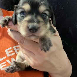 Rosemary - Black and cream female Dachshund puppy in Bigfork, Minnesota from Dachshunds Up North