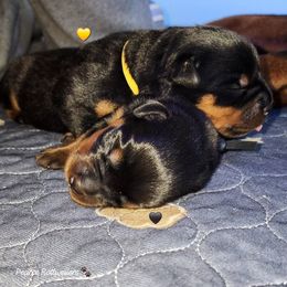 Rottweiler Puppies from Pearce Rottweilers