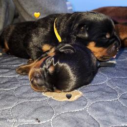 Rottweiler Puppies from Pearce Rottweilers